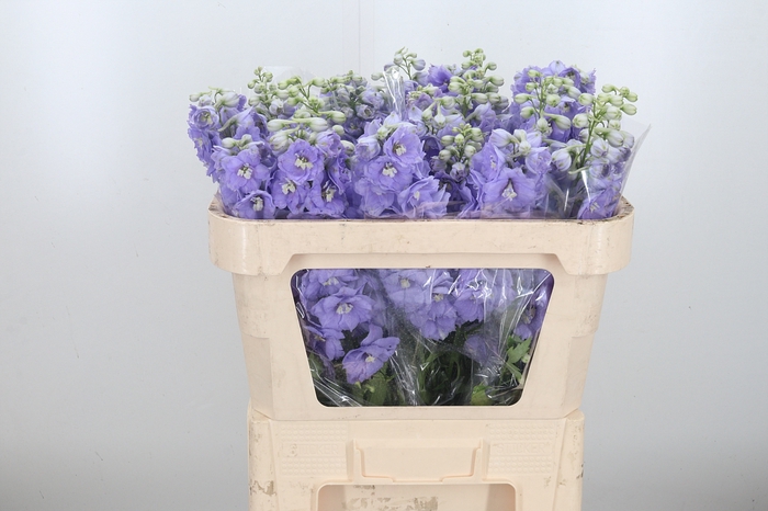 Delphinium El Lilac Conce