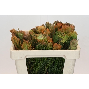 Kaaps Groen Retzia Carpensis