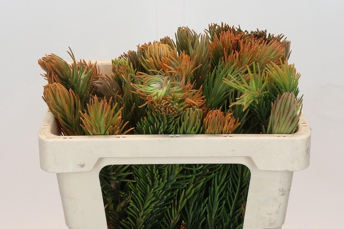 <h4>Kaaps Groen Retzia Carpensis</h4>