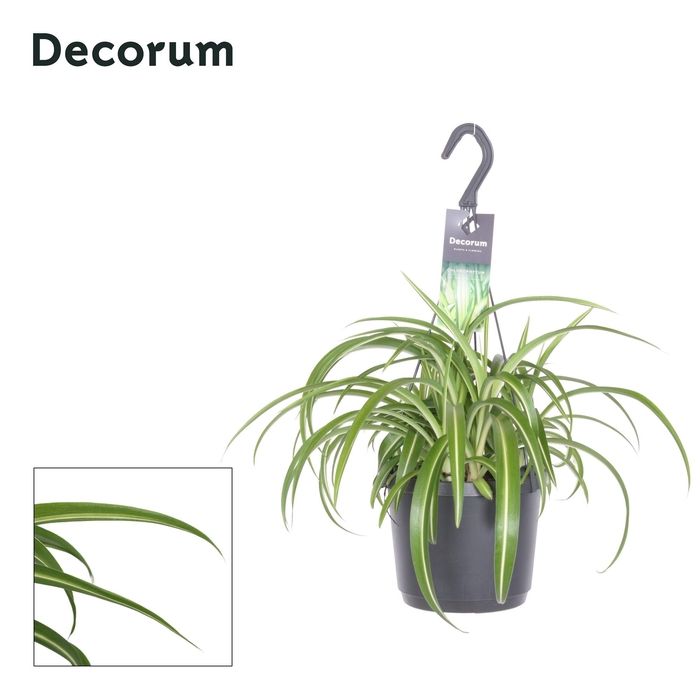 <h4>Chlorophytum Comosum Bonnie</h4>