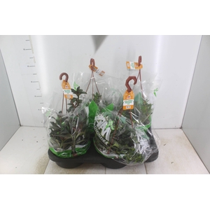 COLUMNEA PEIXINHO C21