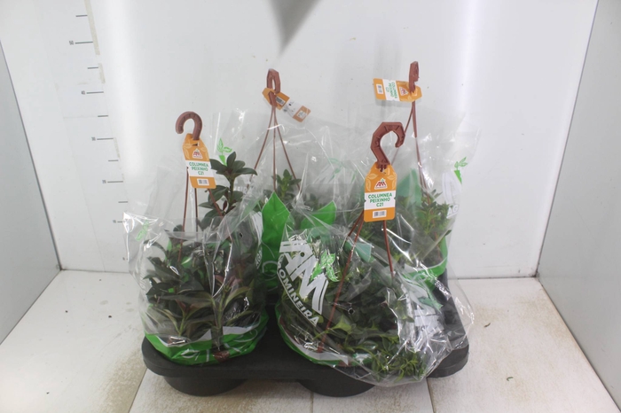 <h4>COLUMNEA PEIXINHO C21</h4>