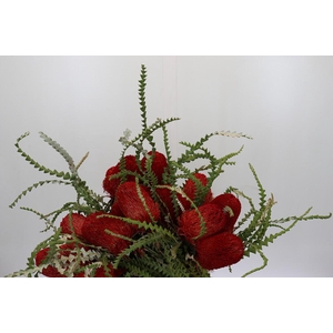 Banksia Speciosa Red
