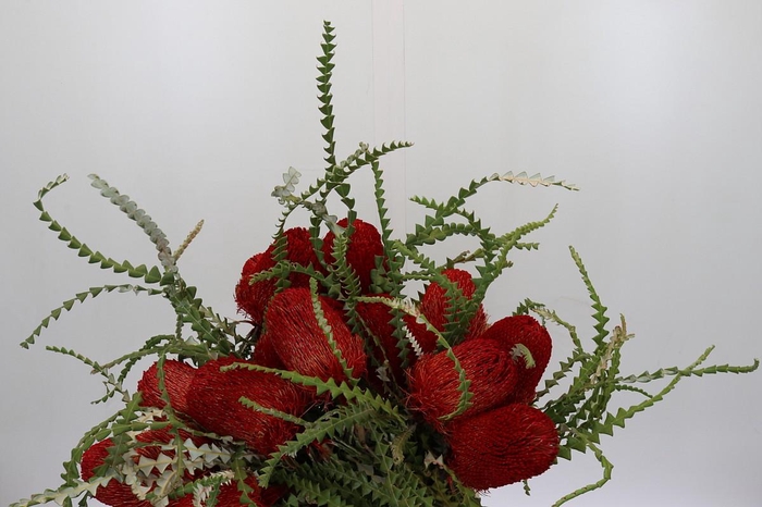 <h4>Banksia Speciosa Red</h4>