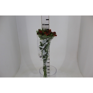 ALSTROEMERIA CINNAMON 080 CM