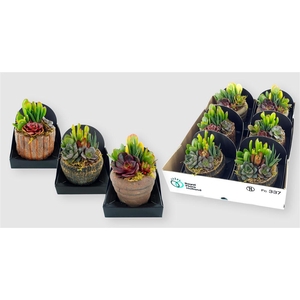 Arrangementen succulenten 6%