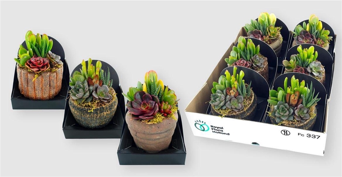 <h4>Arrangementen succulenten 6%</h4>