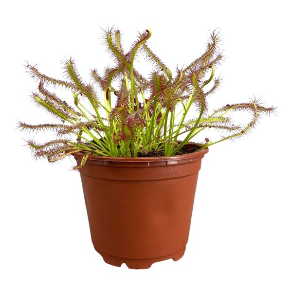 <h4>Drosera Capensis 8,5 cm rood</h4>