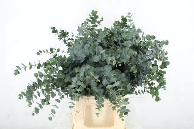 <h4>EUCA GU AZURA 055CM</h4>