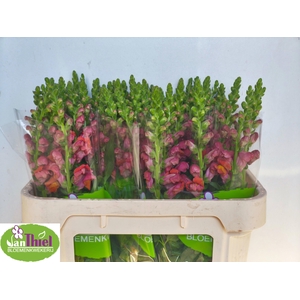 Antir Antib D Orange