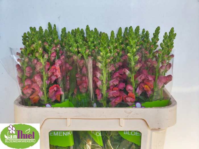 <h4>Antir Antib D Orange</h4>