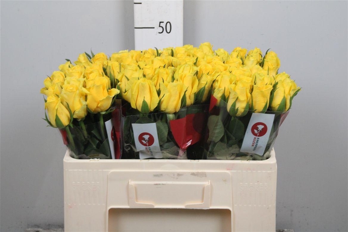 <h4>R Gr Moonwalk</h4>