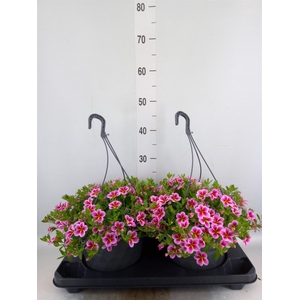 Calibrachoa   ...mix