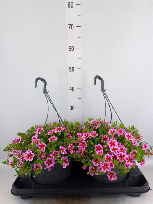 <h4>Calibrachoa   ...mix</h4>