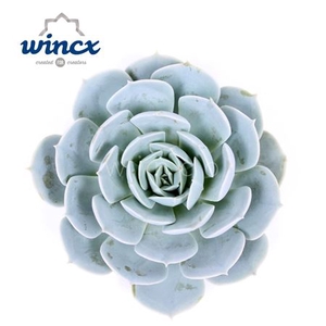 Echeveria Grey Prince Cutflower Wincx-8cm