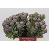 Kaaps Groen Pubescens