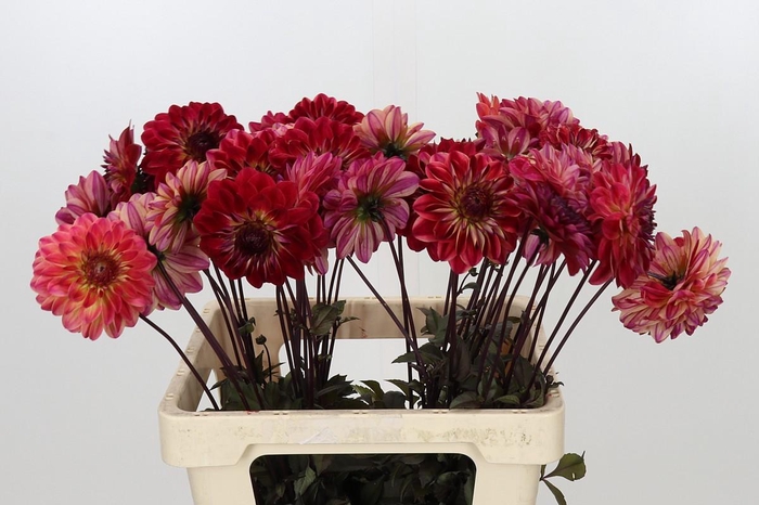 <h4>Dahlia Quin</h4>