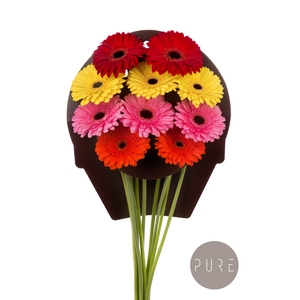 Gerbera Mix 4 Kleuren Water x40