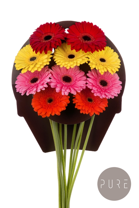 <h4>Gerbera Mix 4 Kleuren Water x40</h4>