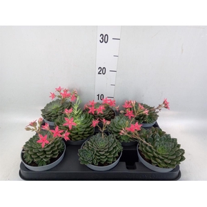 Graptopetalum tacitus