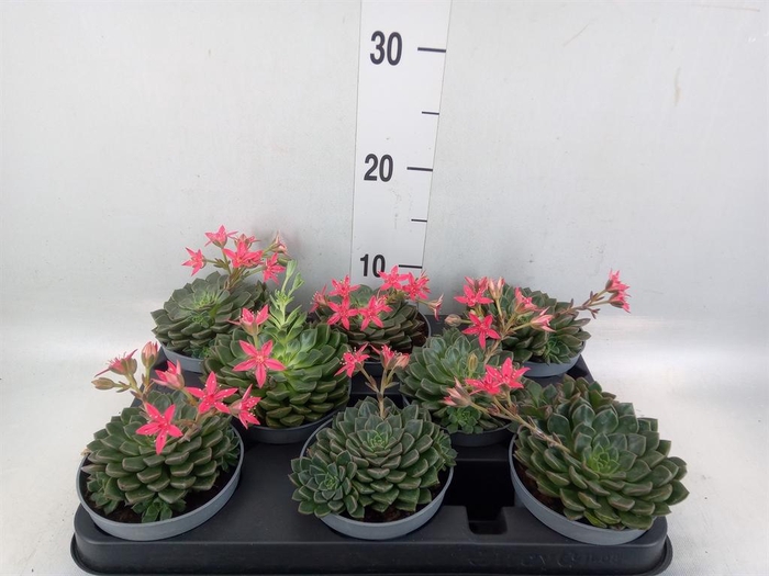 <h4>Graptopetalum tacitus</h4>
