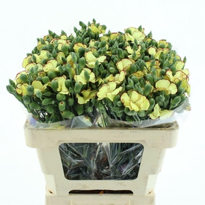 Di Tr Solandis Firefly