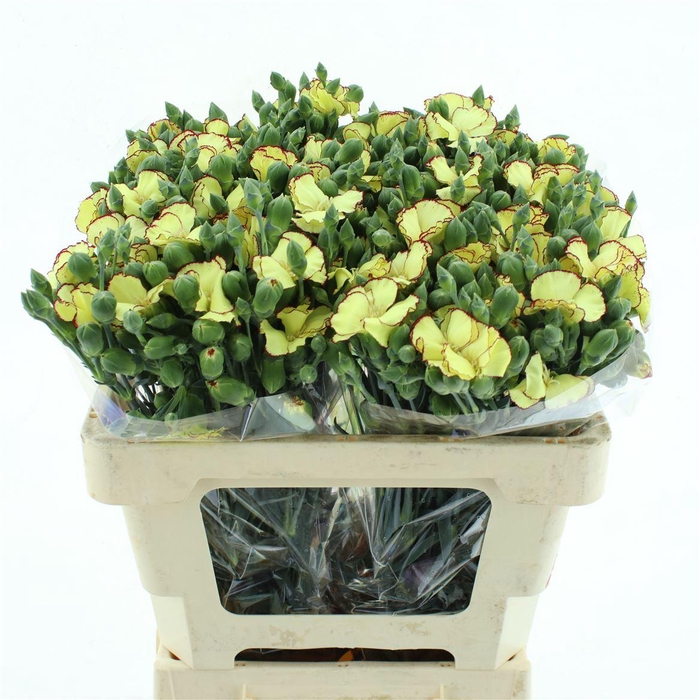 <h4>Di Tr Solandis Firefly</h4>