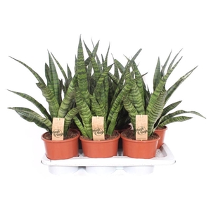 Sansevieria Diamond Green