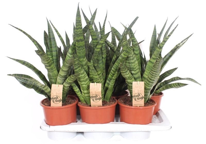 <h4>Sansevieria Diamond Green</h4>