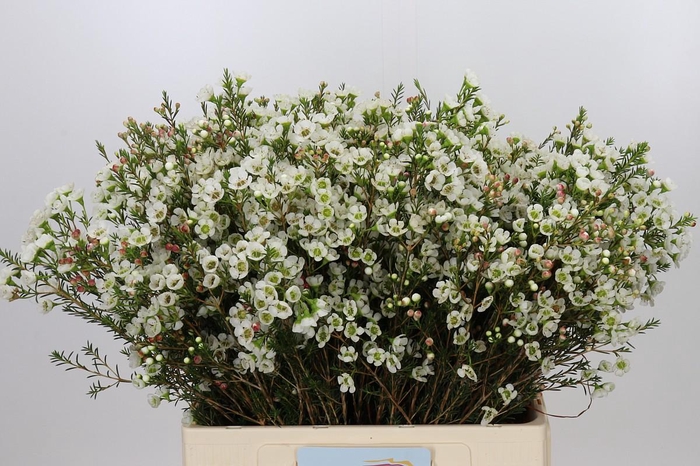 <h4>Chamelaucium Sarah's Delight</h4>