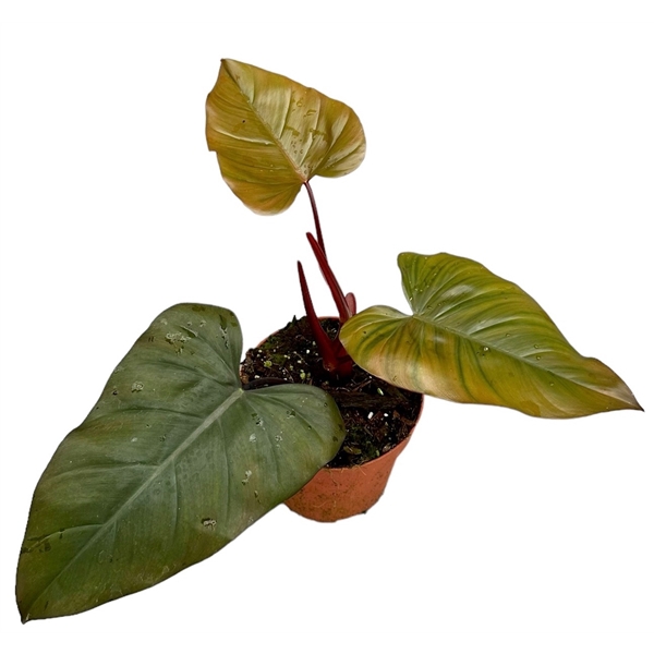 <h4>Philodendron Dark Lord</h4>