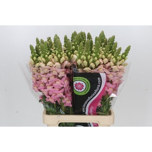 Antirrhinum Potomac Early Pink