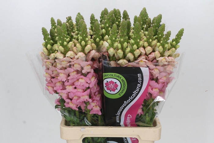 <h4>Antirrhinum Potomac Early Pink</h4>