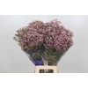 Limonium Pink Diamond