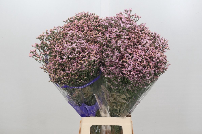 <h4>Limonium Pink Diamond</h4>