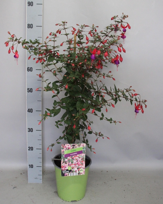 <h4>Stam 19cm Fuchsia Hybriden Angela (rood-paars)</h4>