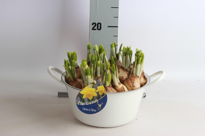 <h4>ARR NARCISSUS</h4>