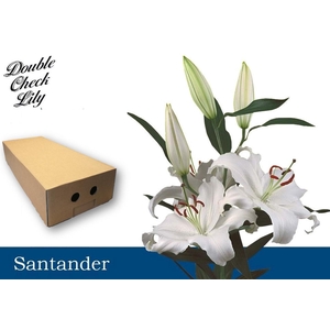 LI OR SANTANDER AA doos 4+