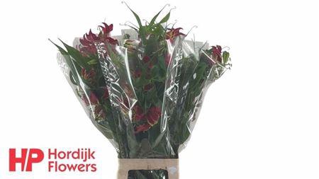 Gloriosa Rothschild Long