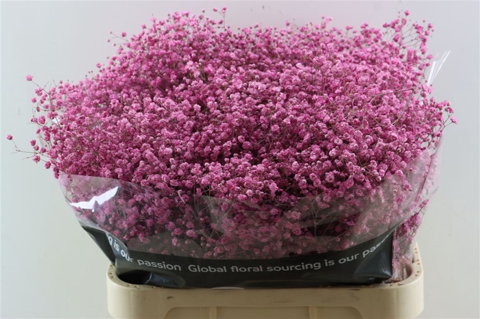 <h4>Gyps Grof Cerise (dip)</h4>