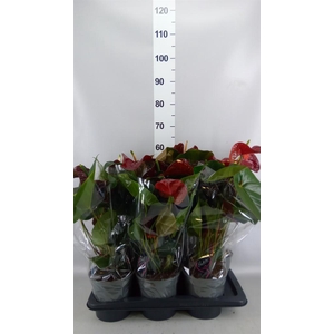 Anthurium andr. 'FC Tranquil'