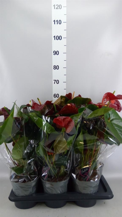 <h4>Anthurium andr. 'FC Tranquil'</h4>