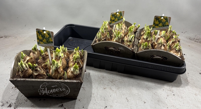 <h4>ARR N TETE A TETE</h4>