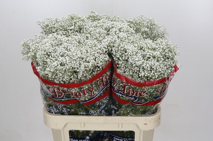 <h4>Gyps Million Stars</h4>