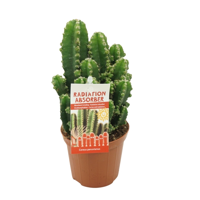 <h4>Cereus peruvianus 'Florida'</h4>