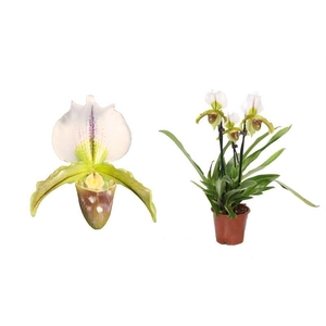 Paphiopedilum p12 leeanum 3bl