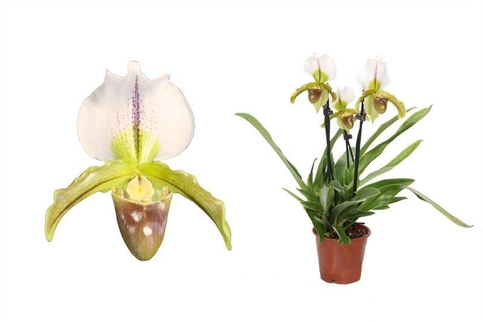 <h4>Paphiopedilum p12 leeanum 3bl</h4>