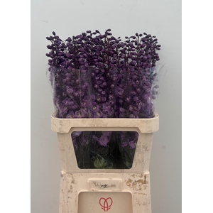 Delphinium Du Dewi Pink Floyd