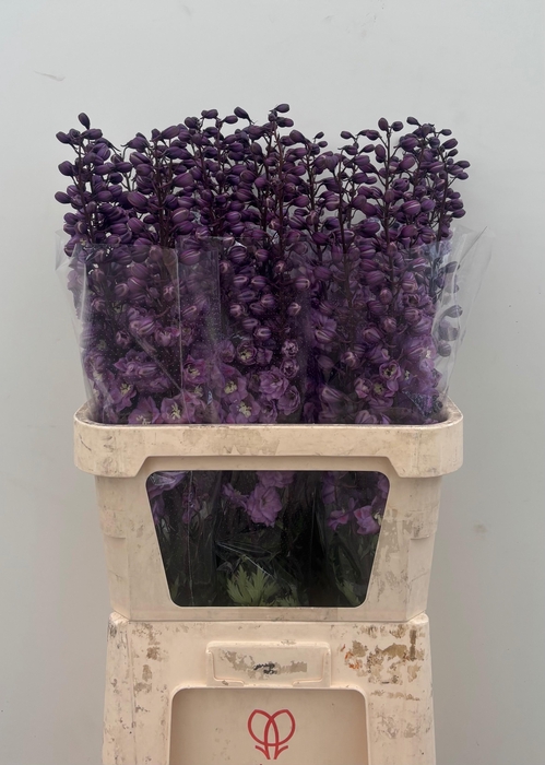 <h4>Delphinium Du Dewi Pink Floyd</h4>