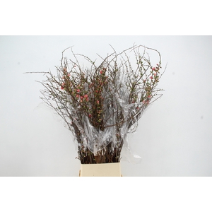 CHAENOMELES SUPERBA PINK 130CM